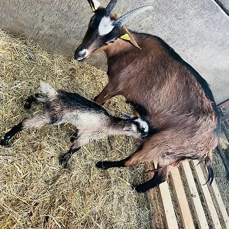 Kota A La Ferme Luxury tent *