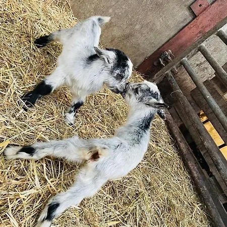 Kota A La Ferme Luxury tent