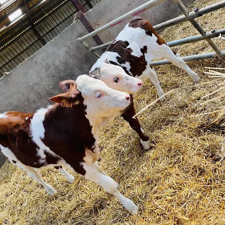 Kota A La Ferme Beaufort-en-Argonne