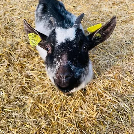 Kota A La Ferme *