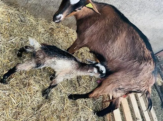Kota A La Ferme Οργανωμένο κάμπινγκ *