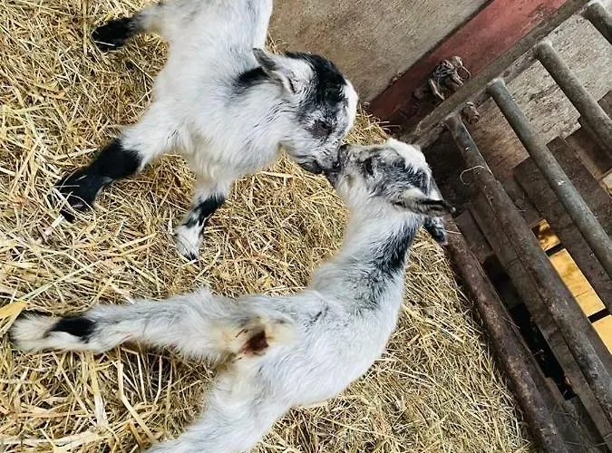 Kota A La Ferme Οργανωμένο κάμπινγκ
