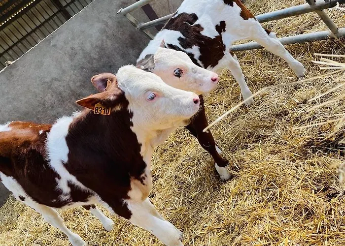 Kota A La Ferme Beaufort-en-Argonne