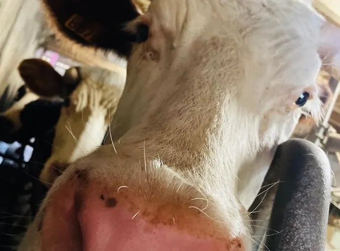 Οργανωμένο κάμπινγκ Kota A La Ferme Beaufort-en-Argonne