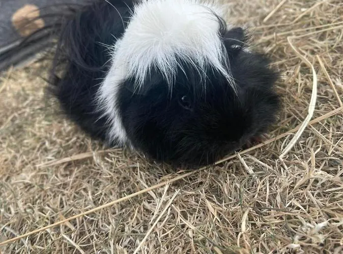Kota A La Ferme Οργανωμένο κάμπινγκ *